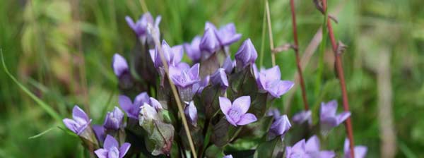 faltgentiana faltgentiana