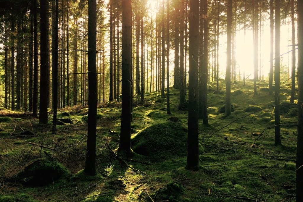 skog Norrtälje Naturcentrum