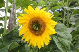 solrosen solrosen